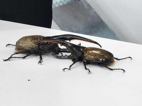 【イベント】ヘラクレスオオカブト販売中　早い者勝ち！！